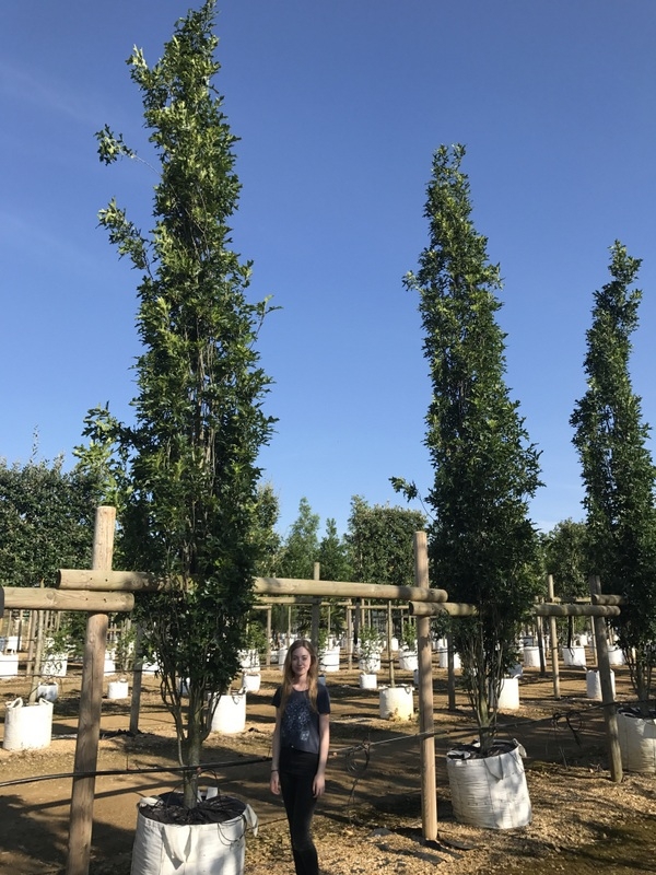 Barcham pro trees