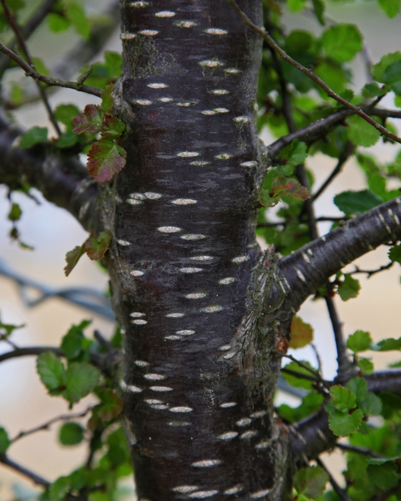 The bark of Nothofagus antarctica