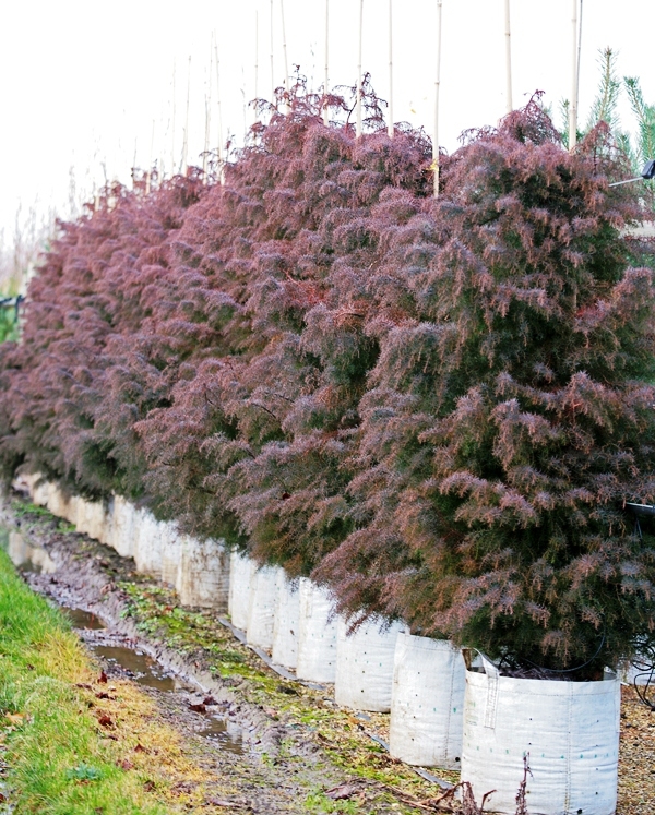 Cryptomeria japonica Elegans in autumn