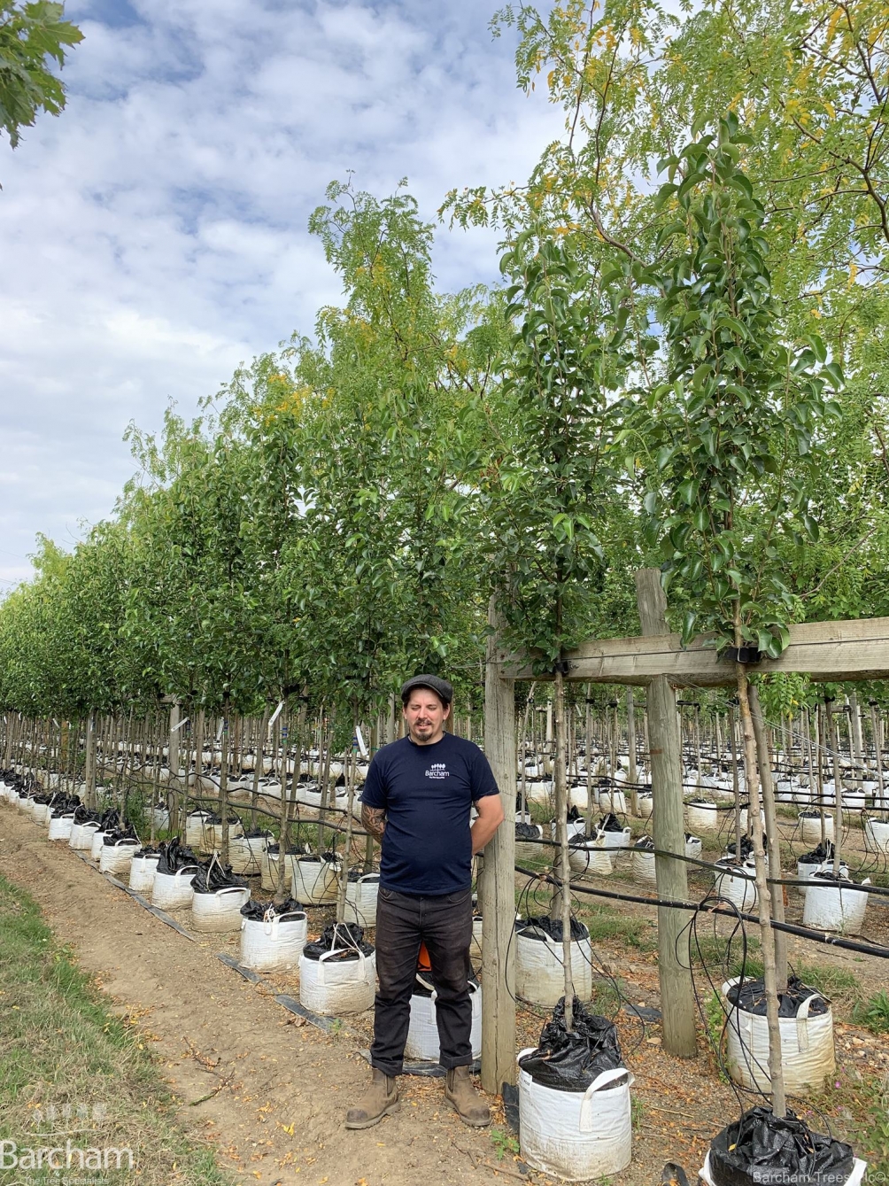 Pyrus calleryana Chanticleer