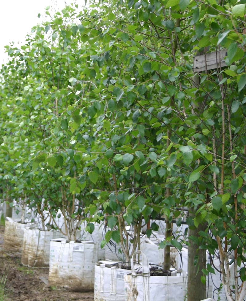 Betula utilis Jacquemontii multi-stem at barcham trees