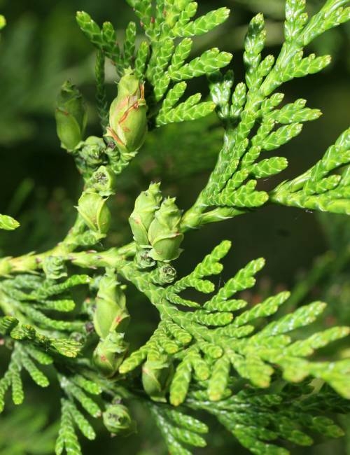 Thuya plicata Atrovirens foliage