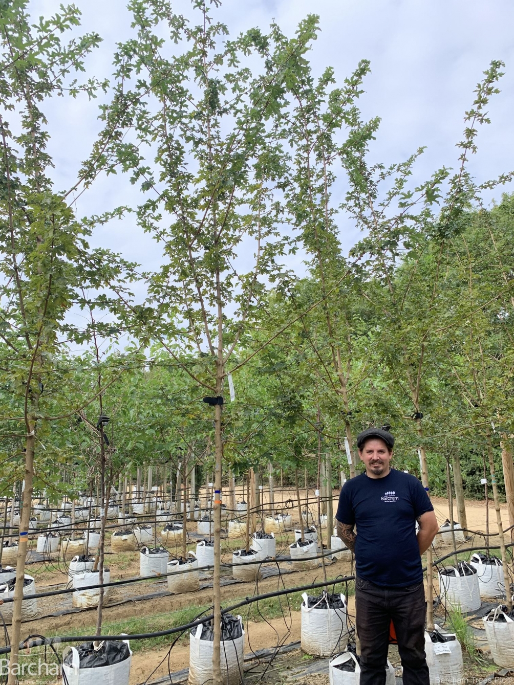 Acer campestre Elsrijk