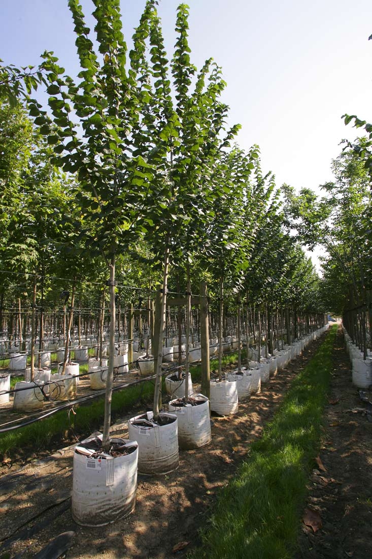 Ulmus Clusius on Barcham Trees nursery