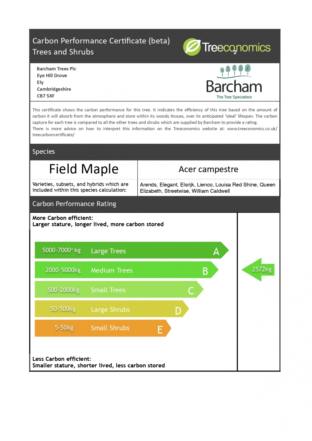 Acer campestre Pleached