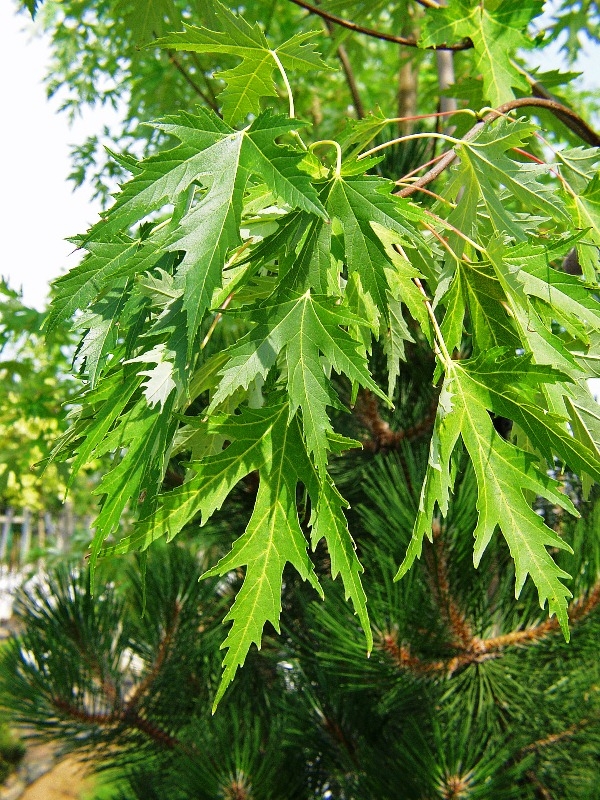 The dissected leaves of Acer saccharinum Laciniata Wieri