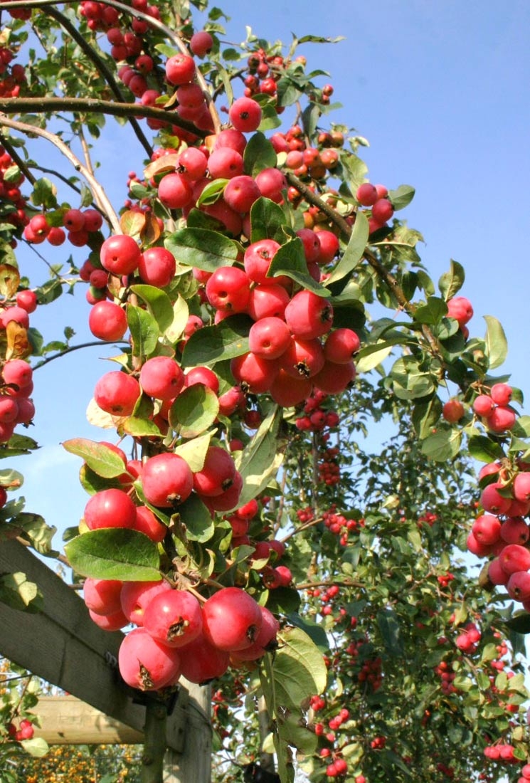 the red berries of Malus Red Sentinel