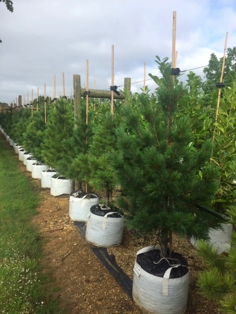 Pinus cembra at barcham trees