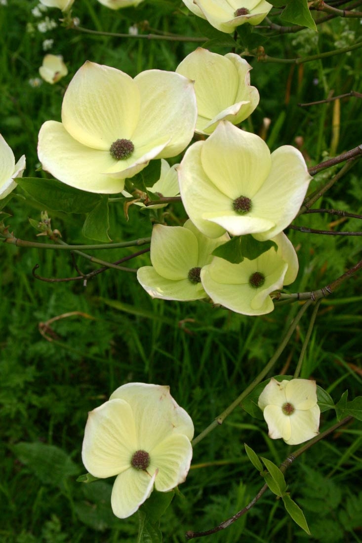 The creamy flower of Cornus Eddie’s White Wonder