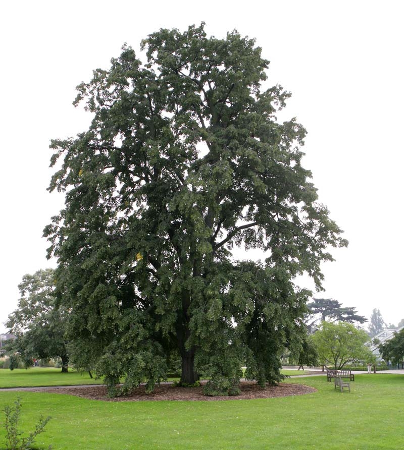 Mature Tilia tomentosa Petiolaris