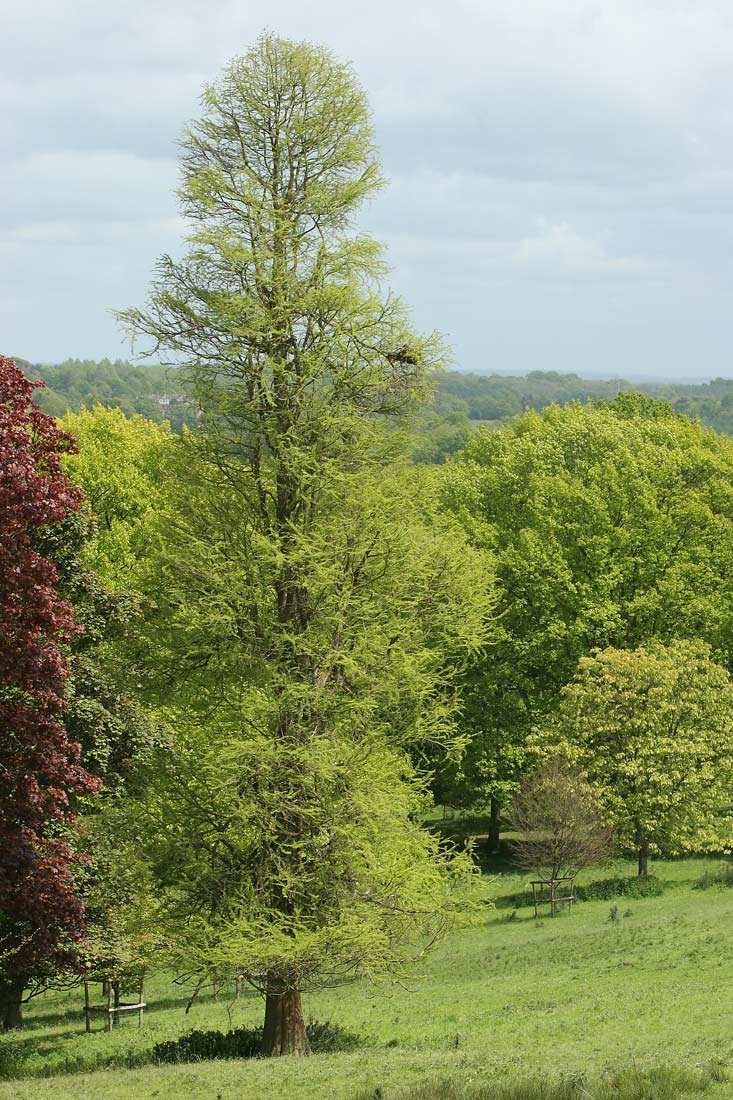 Mature Taxodium distichum