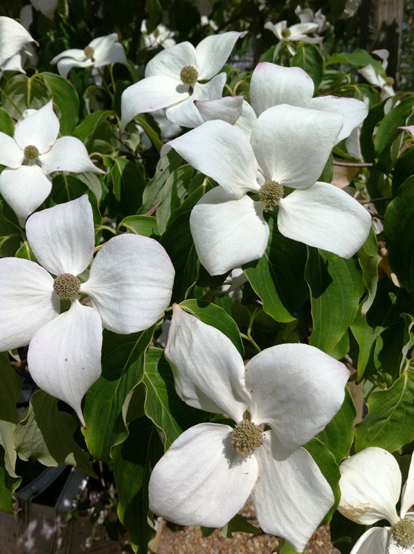 beautiful white flowers of Cornus kousa China Girl