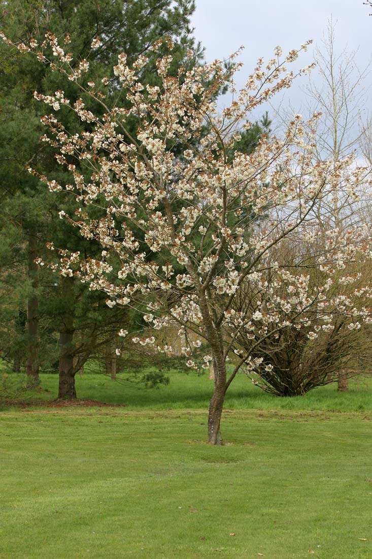 Mature Prunus Ukon