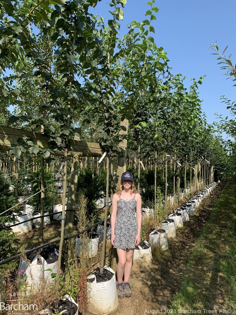 Ulmus Dodoens
