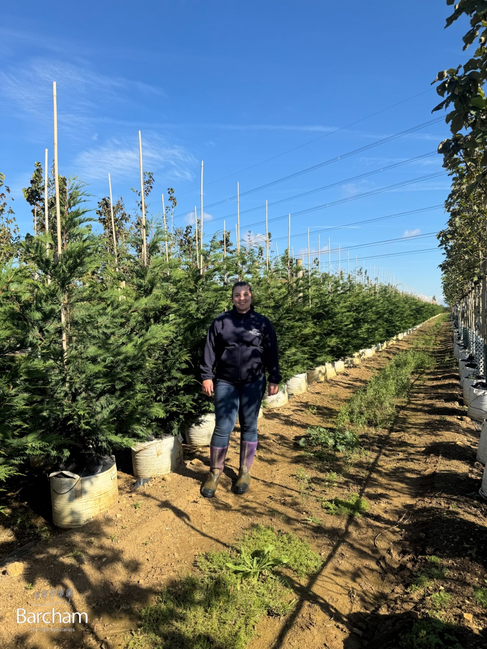 Cupressocyparis leylandii