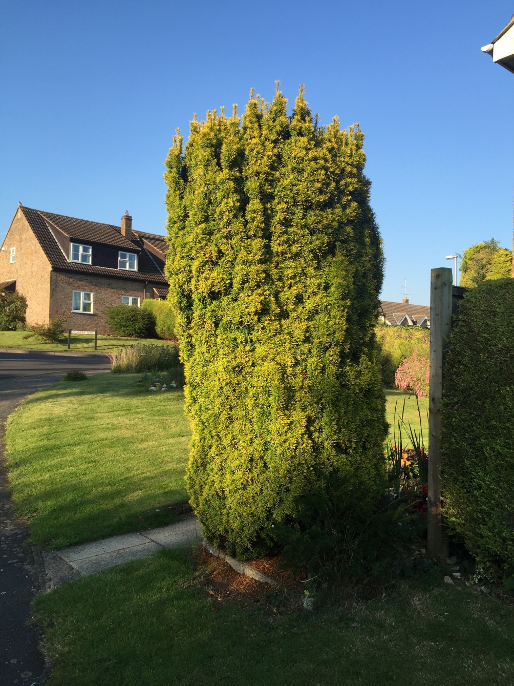 mature Taxus baccata Fastigiata Aureomarginata