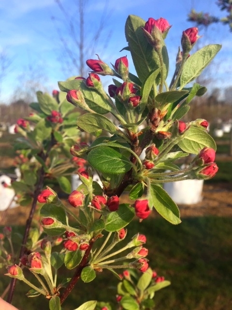 The red buds of Malus evereste