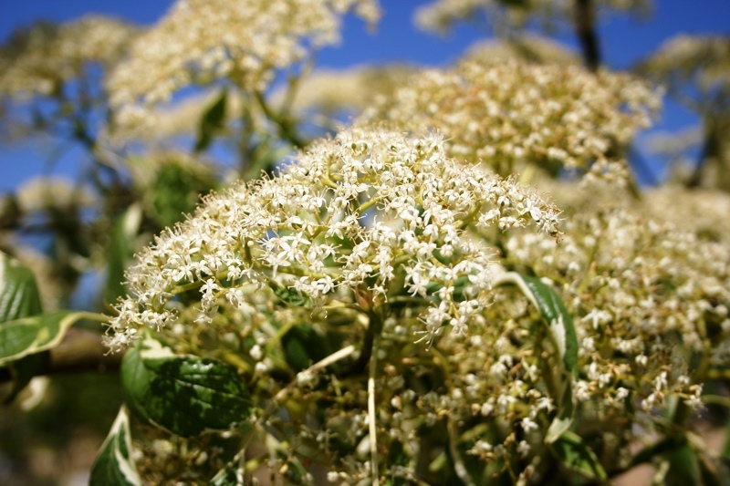 fowers of Cornus controversa Variegata