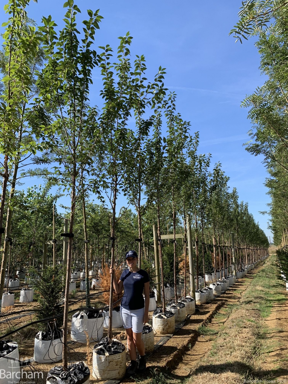 Prunus schmittii