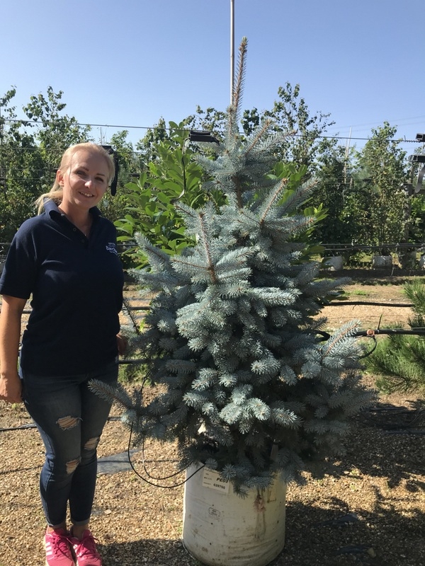 Picea Pungens Hoopsii at barcham trees