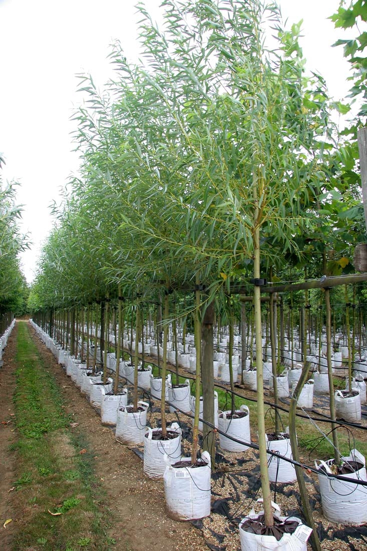 Row of Salix alba Chermesina at Barcham Trees nursery