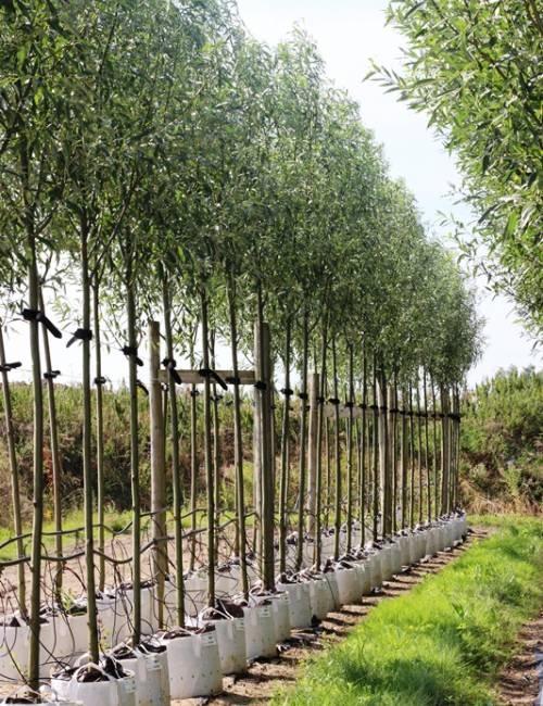 Salix alba Liempde in Summer foliage