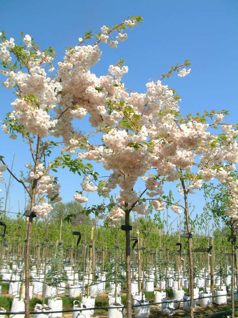 The beautiful pink flowers of Prunus Shimidsu Sakura