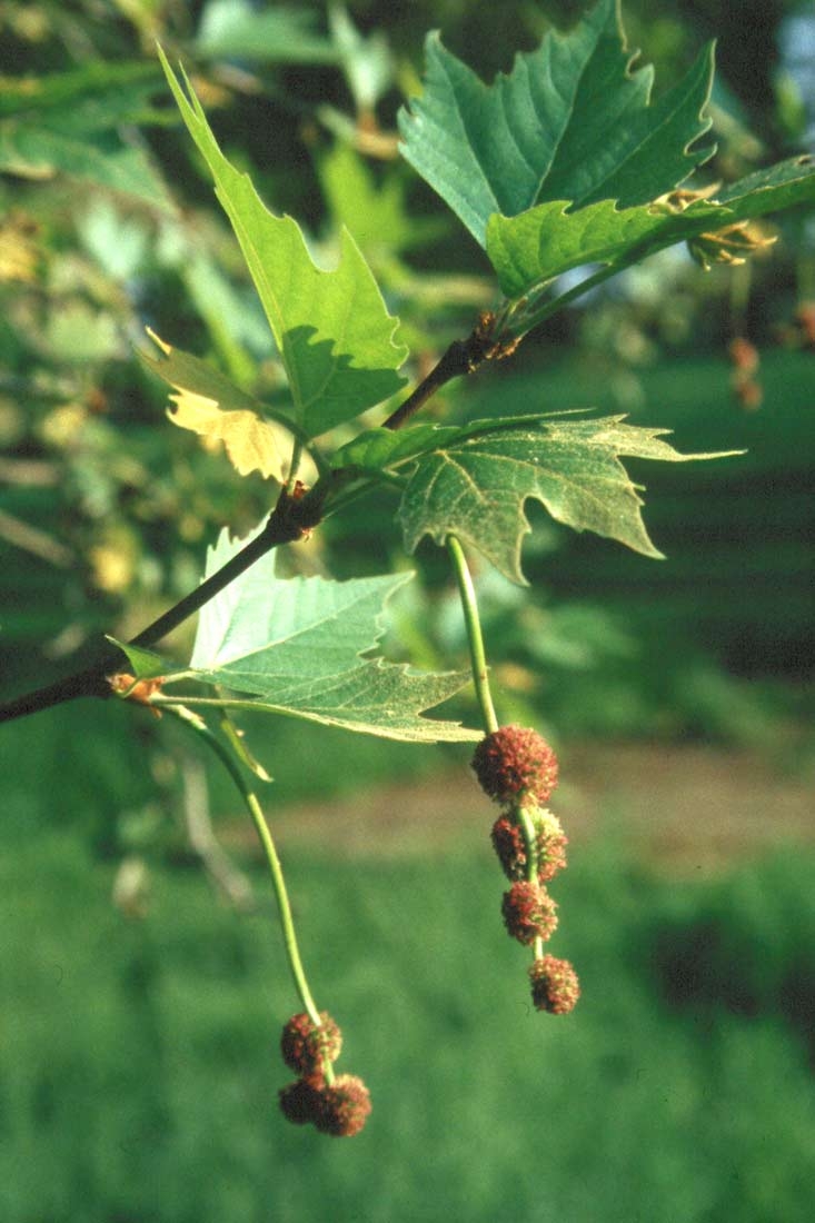 foliage of Platanus x hispanica