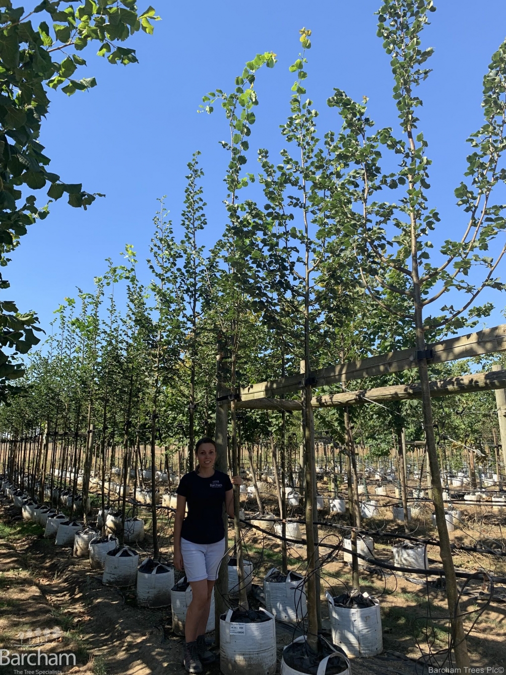 Tilia cordata Rancho
