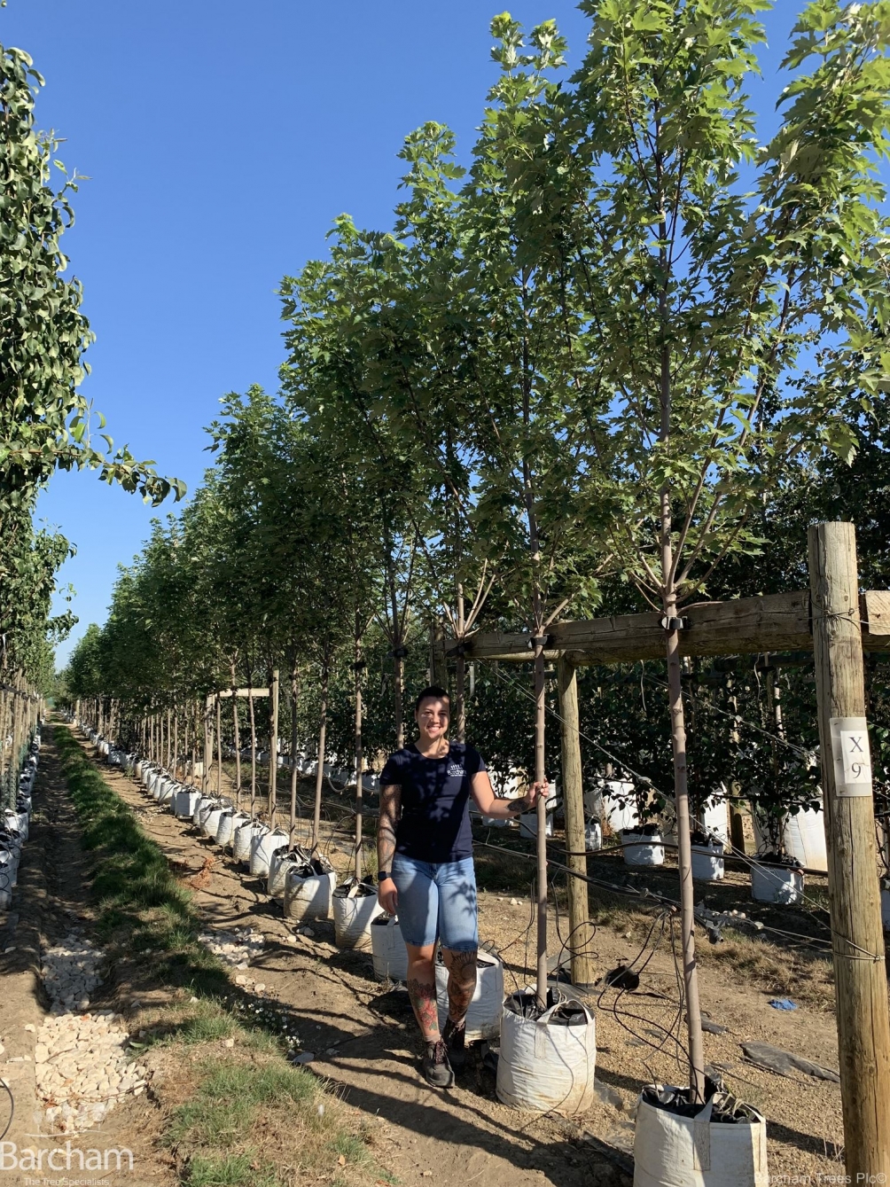 Acer x freemanii Autumn Blaze
