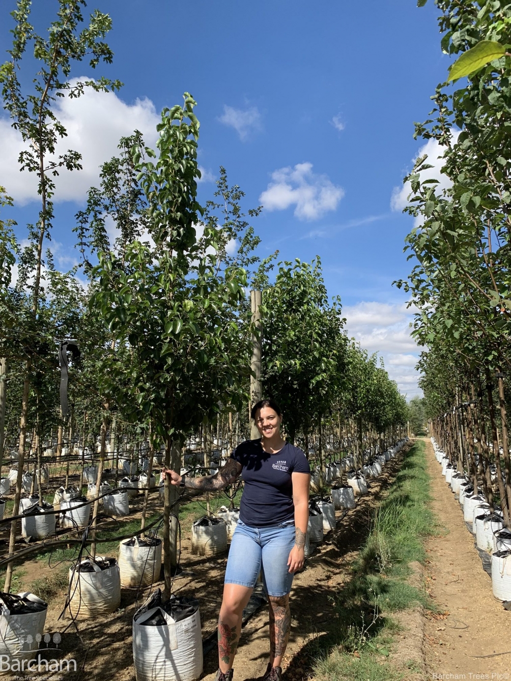 Pyrus calleryana Chanticleer