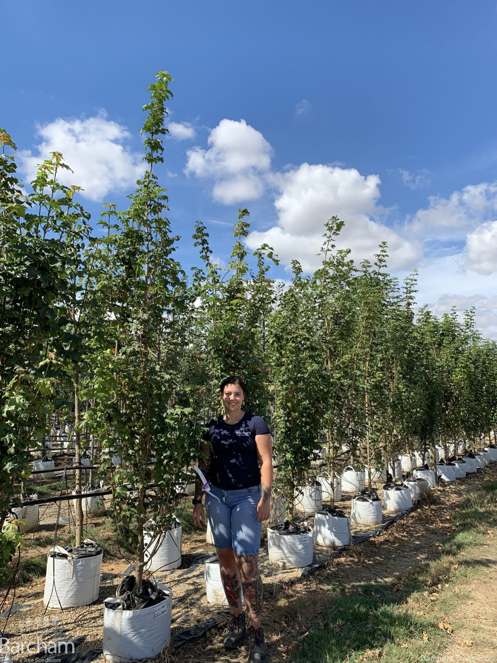 Acer Campestre Lienco