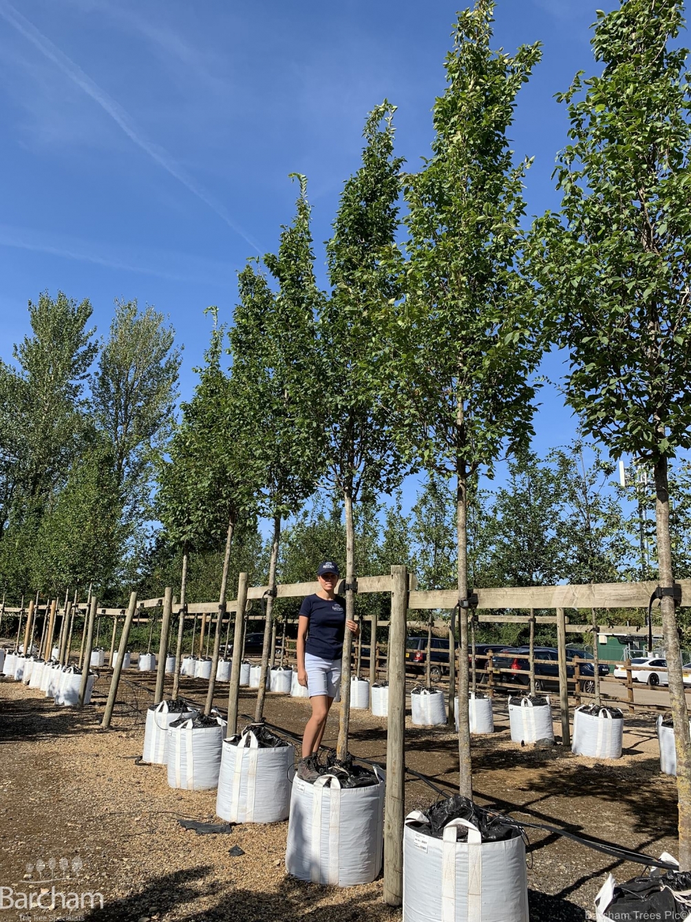 Carpinus betulus Frans Fontaine
