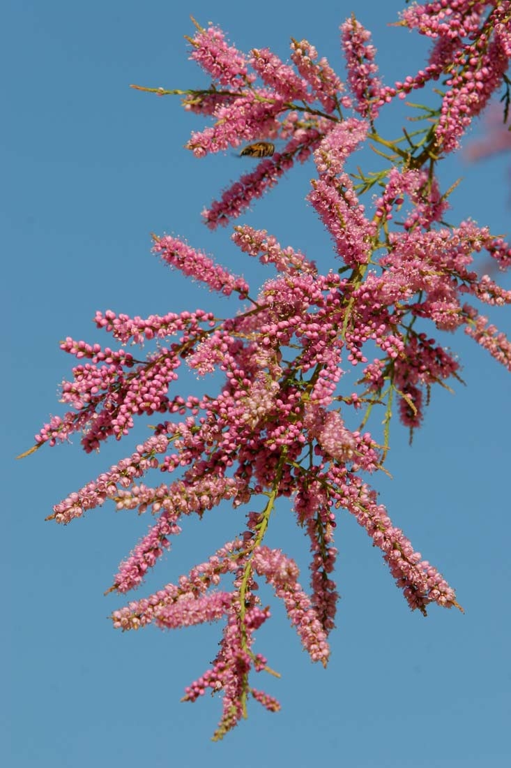 The pink flower of Tamarix tetandra