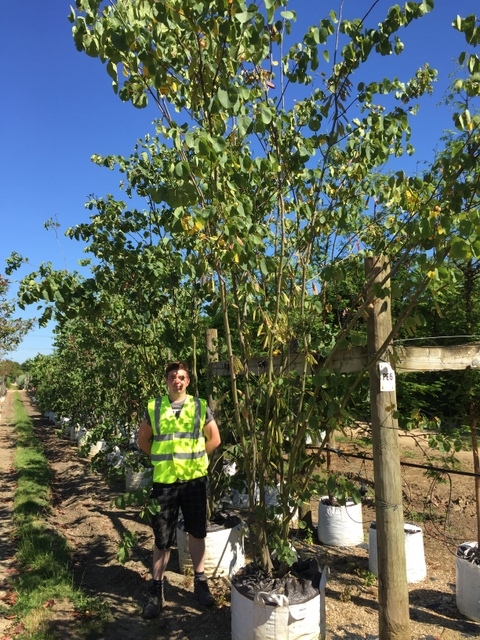 Cercis siliquastrum multi stem at barcahm trees