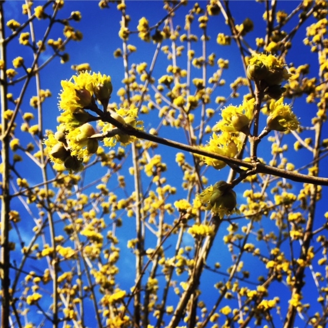the yellow flowers of Cornus mas
