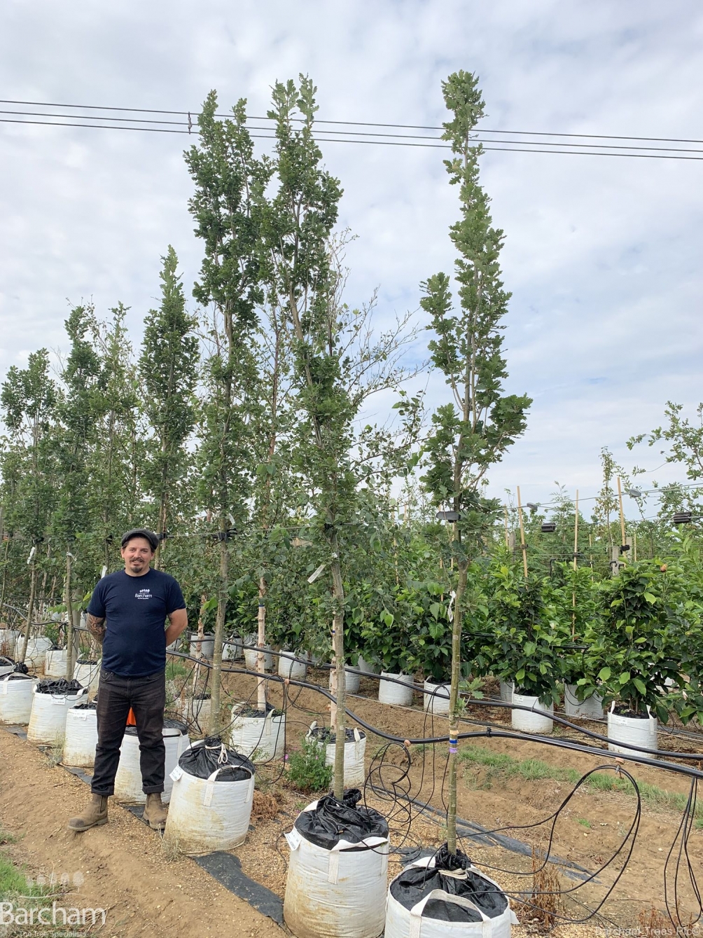 Quercus robur Fastigiata Koster