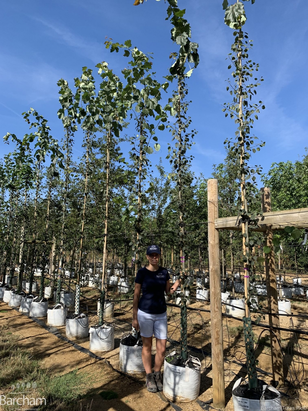Populus tremula Erecta
