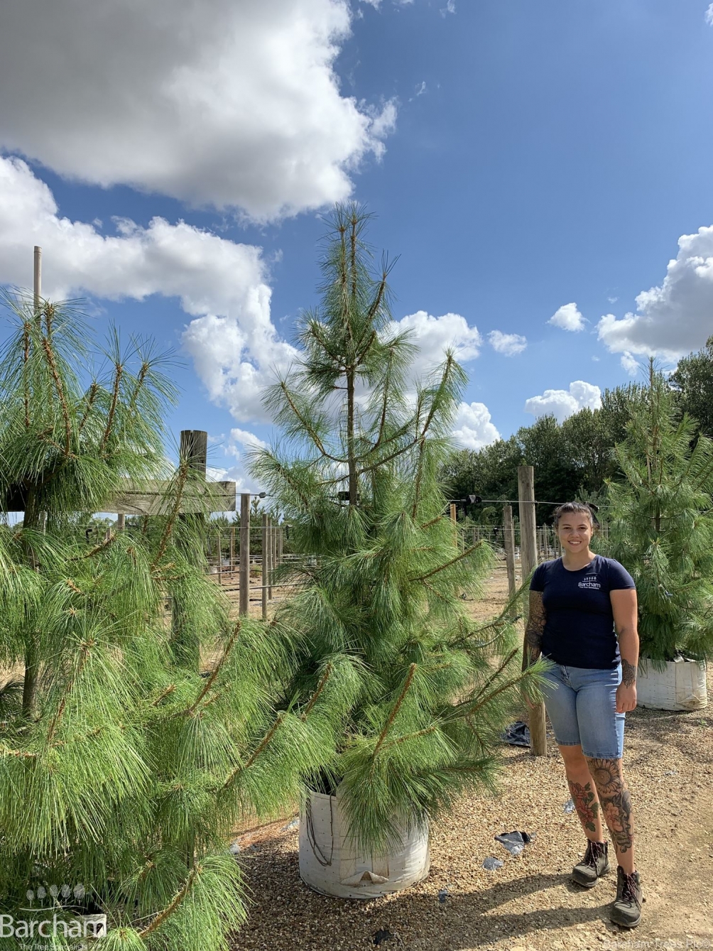 Pinus wallichiana