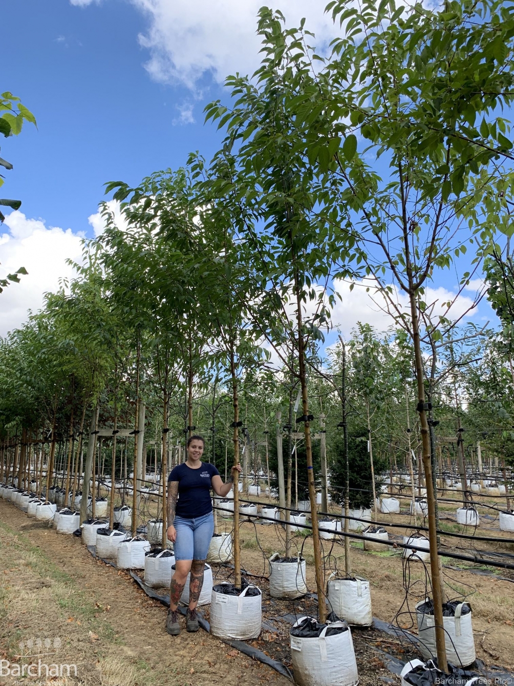 Prunus maackii Amber Beauty