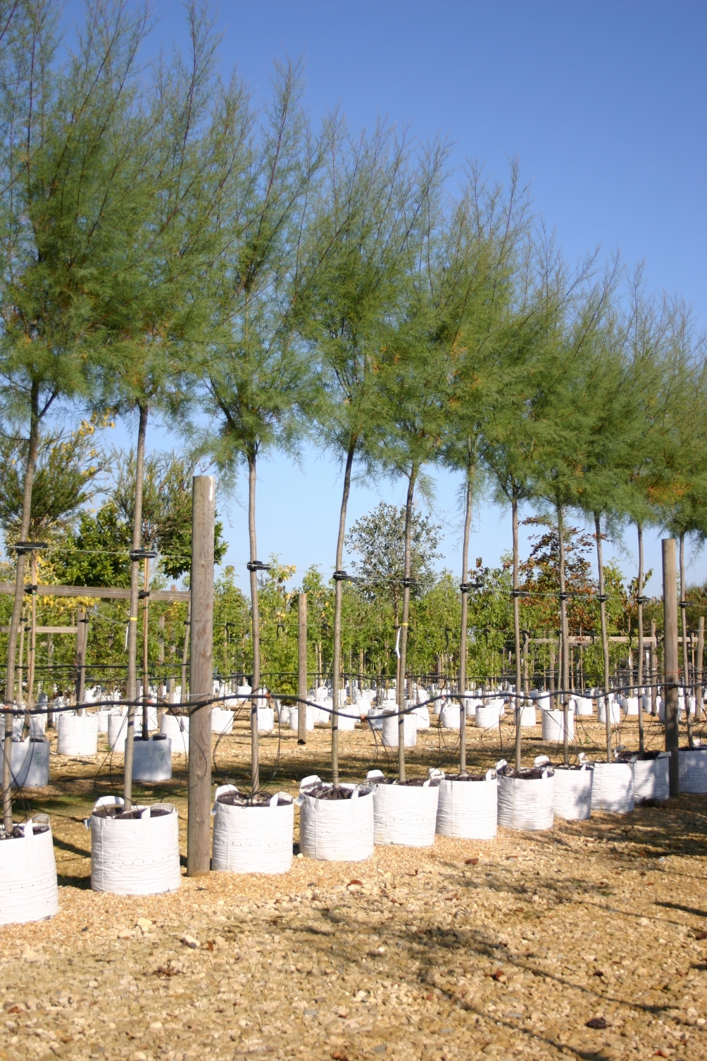 Tamarix aestivalis on Barcham Trees nursery