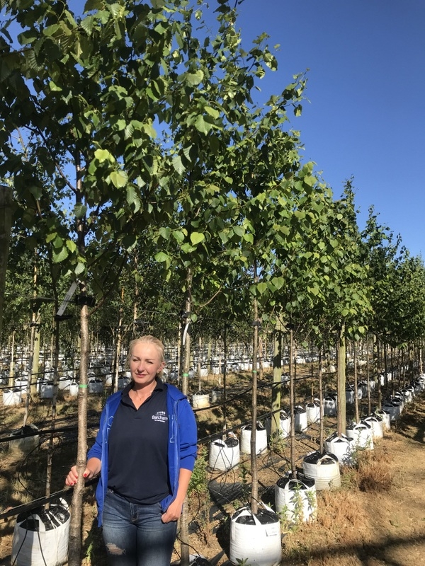 Betula maximowicziana