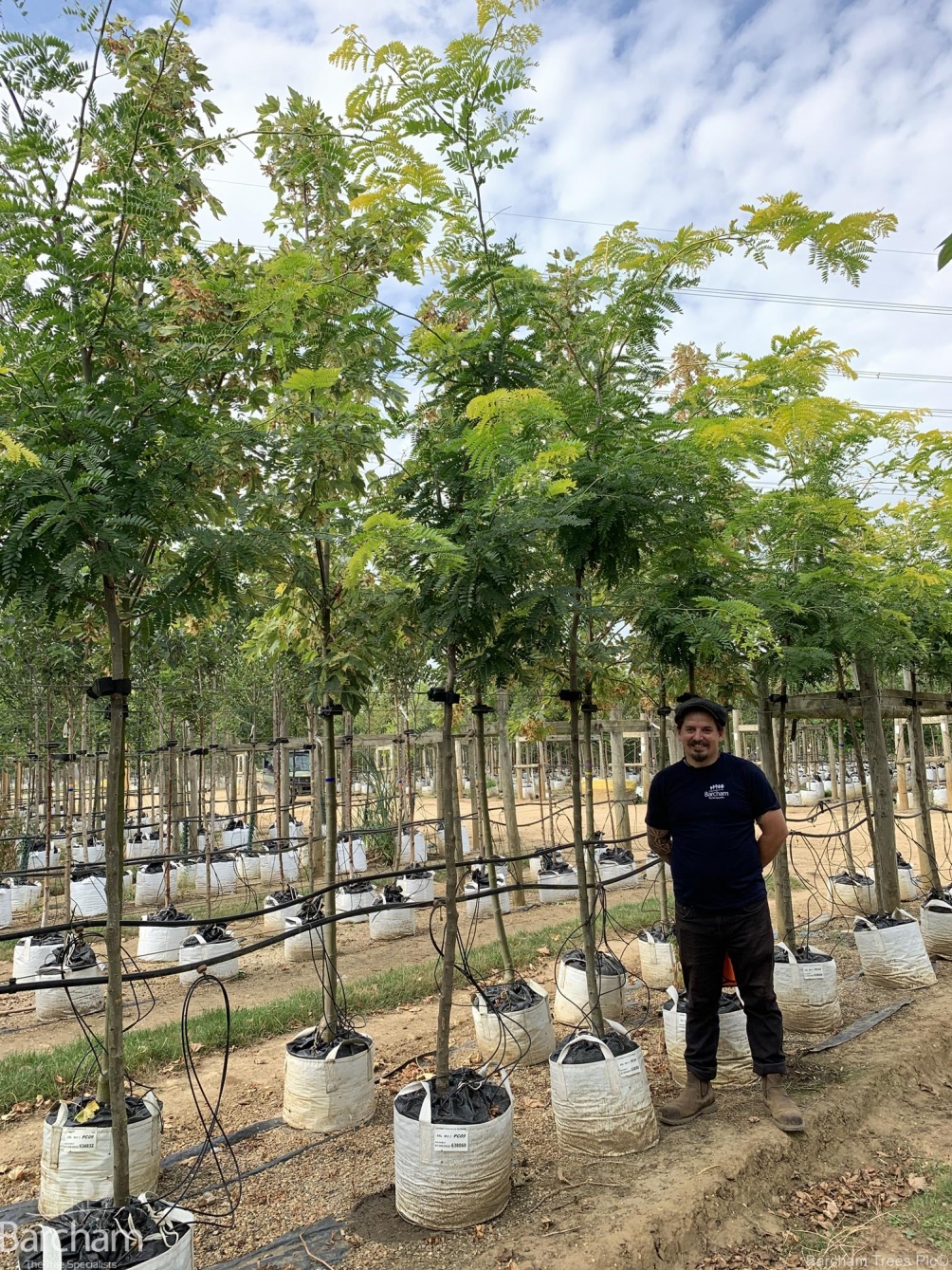 Gleditsia triacanthos Sunburst