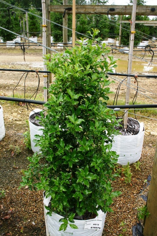 Ilex Aquifolium Alaska