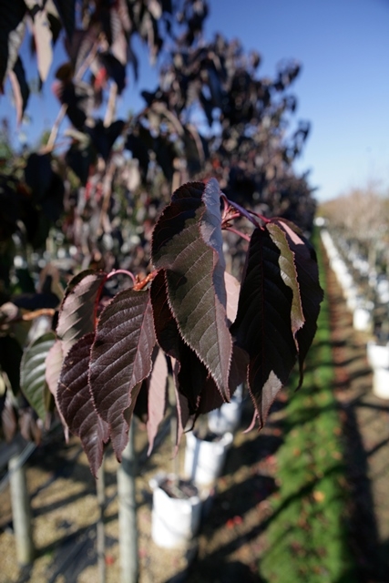 the purple leaf in detail of Prunus Royal Burgundy