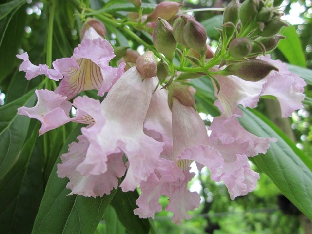 The bell like flower of Chitalpa x tashkentensis Summer Bells