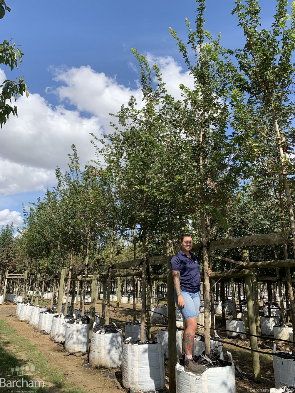 Acer campestre Elsrijk