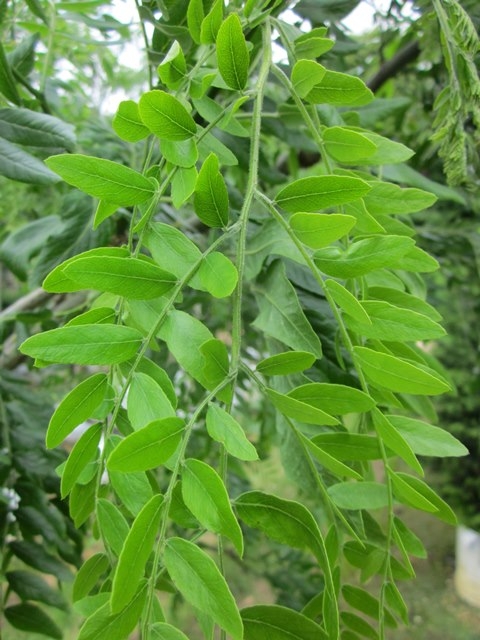 the foliage of Gleditsia triacanthos Draves Street Keeper