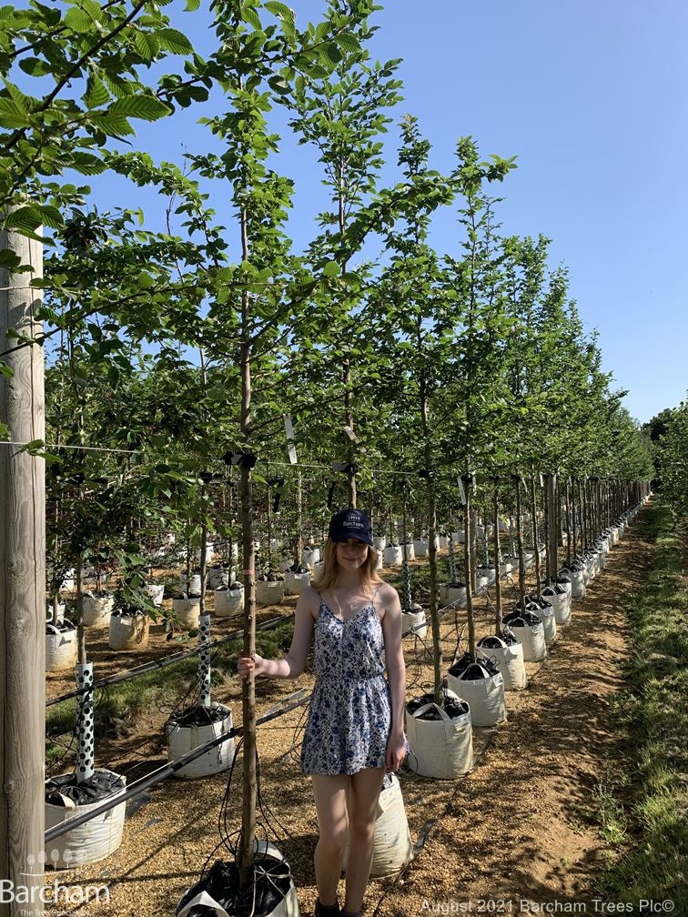 Carpinus betulus Lucas