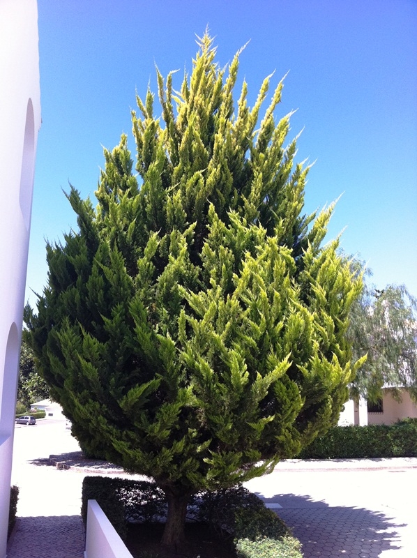 Mature  Small Golden Monterey Cypress from this batch <> Cupressus macrocarpa Goldcrest